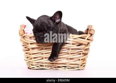 Französische Bulldogge Welpen Stockfoto