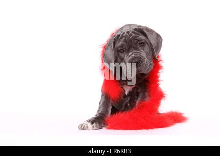 Mastino Napoletano Welpen Stockfoto