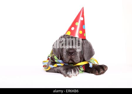Mastino Napoletano Welpen Stockfoto