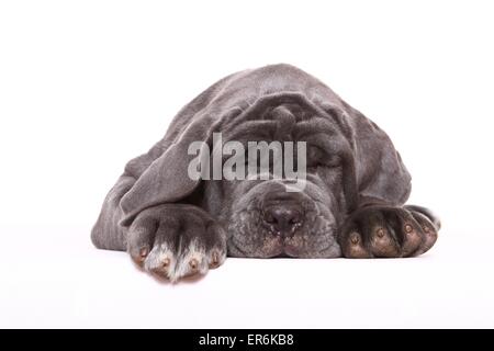 Mastino Napoletano Welpen Stockfoto