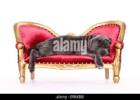 Mastino Napoletano Welpen Stockfoto