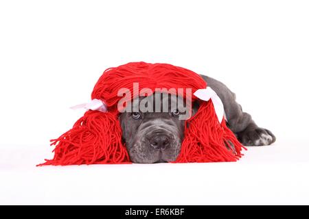 Mastino Napoletano Welpen Stockfoto