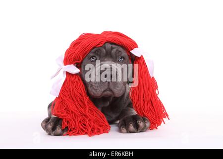 Mastino Napoletano Welpen Stockfoto