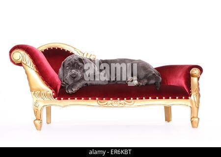 Mastino Napoletano Welpen Stockfoto