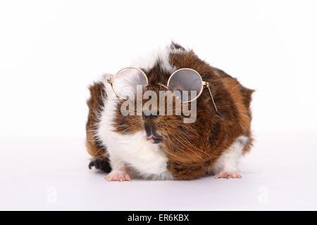 Abessinier Meerschweinchen Stockfoto