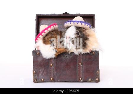 2 Meerschweinchen Stockfoto