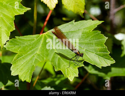 Schöne Prachtlibelle Weibchen ruht auf Blatt. Fairmile Common, Esher, Surrey, England. Stockfoto