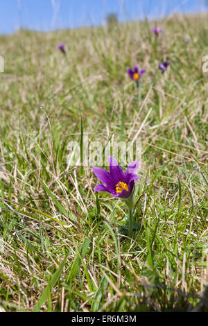 Kuhschelle (Pulsatilla Vulgaris) auf kalkhaltigen Kalkstein Grünland auf den Cotswolds in Barnsley Warren, Gloucestershire UK Stockfoto