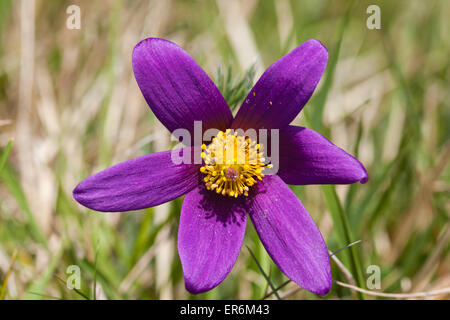 Kuhschelle (Pulsatilla Vulgaris) auf kalkhaltigen Kalkstein Grünland auf den Cotswolds in Barnsley Warren, Gloucestershire UK Stockfoto