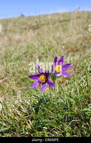 Kuhschelle (Pulsatilla Vulgaris) auf kalkhaltigen Kalkstein Grünland auf den Cotswolds in Barnsley Warren, Gloucestershire UK Stockfoto