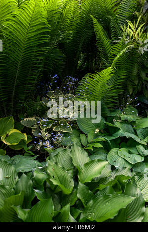 Hosta und Matteuccia struthiopteris, Straußenfarn, Brunnera, Pflanzen für die schattigen Teile des Gartens Stockfoto