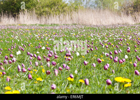 Schlange den Kopf Fritillaria (Fritillaria Meleagris) wächst auf Nordwiese, Cricklade, Wiltshire UK - An SSSI und eine NNR Stockfoto