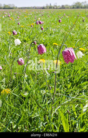 Schlange den Kopf Fritillaria (Fritillaria Meleagris) wächst auf Nordwiese, Cricklade, Wiltshire UK - An SSSI und eine NNR Stockfoto