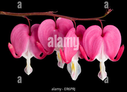 Nahaufnahme des blutenden Herzen Blumen auf schwarzem Hintergrund Stockfoto