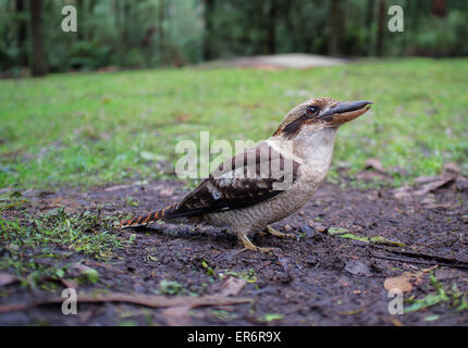 Lachende Kookaburra stehend auf dem Boden. Stockfoto