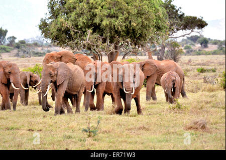 Herde von rote farbige Elefanten im Nationalpark von Tsavo East, Gruppe von Elefanten Stockfoto