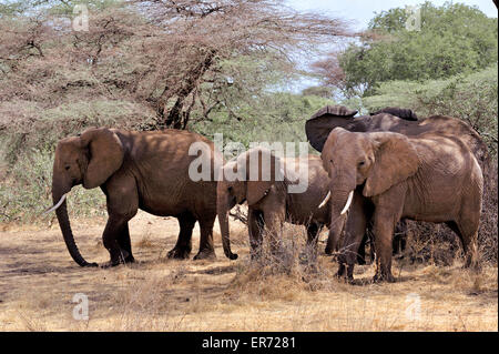 Herde von Elefanten in national Park von Buffalo Springs, Elefantenfamilie Stockfoto