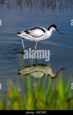 Trauerschnäpper Säbelschnäbler (Recurvirostra Avosetta) auf Nahrungssuche im flachen Wasser der Küsten Salzsumpf Stockfoto