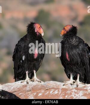 Juvenile California Kondore, dem größten nordamerikanischen Vogel, landen im Vermilion Cliffs National Monument in Arizona. Stockfoto