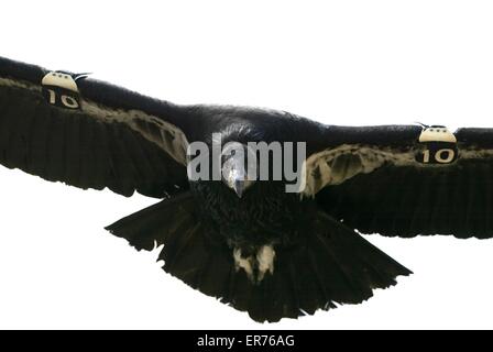 Kalifornien-Kondor, dem größten nordamerikanischen Vogel, landen im Vermilion Cliffs National Monument in Arizona. Stockfoto