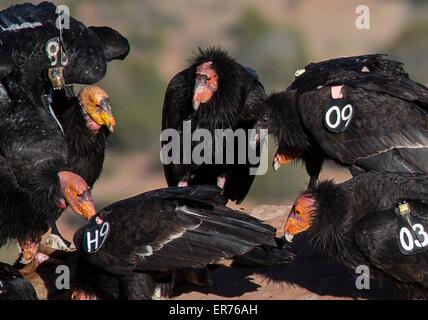 Kalifornien-Kondor, dem größten nordamerikanischen Vogel, landen im Vermilion Cliffs National Monument in Arizona. Stockfoto