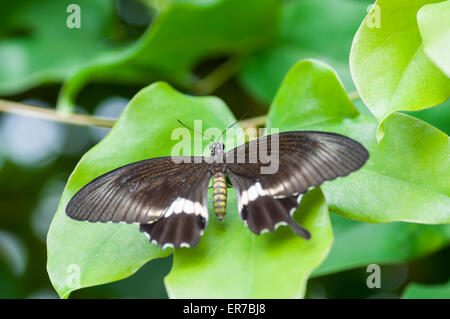 Papilio Polytes oder das gemeinsame Mormonen, ruht in einem Blatt. Aufgenommen am 30. August 2014 am Bufferfly Bogen, Montegrotto Terme, Padov Stockfoto