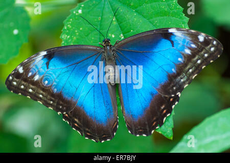 Morpho Peleides Schmetterling, ruht auf einem Blatt. Aufgenommen am 30. August 2014 am Bufferfly Bogen, Montegrotto Terme, Padua, Italien. Stockfoto