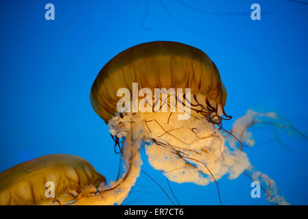 BALTIMORE, Maryland – Quallen schwimmen anmutig in einem spezialisierten Tank an der Jellies-Ausstellung des National Aquariums im Inner Harbor. Die lichtdurchlässigen Kreaturen, beleuchtet vor einem dunklen Hintergrund, zeigen die vielfältige Sammlung von Meereslebewesen und lehrreiche Ausstellungen des Aquariums. Stockfoto