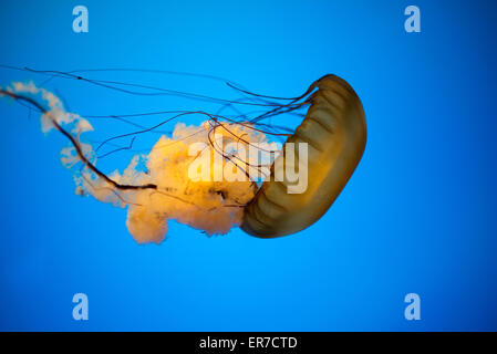 BALTIMORE, Maryland – Quallen schwimmen anmutig in einem spezialisierten Tank an der Jellies-Ausstellung des National Aquariums im Inner Harbor. Die lichtdurchlässigen Kreaturen, beleuchtet vor einem dunklen Hintergrund, zeigen die vielfältige Sammlung von Meereslebewesen und lehrreiche Ausstellungen des Aquariums. Stockfoto