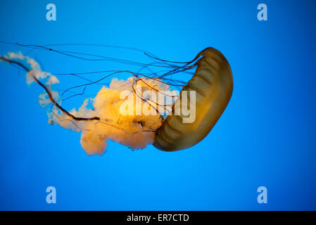 National Aquarium Jellyfish Exhibit Baltimore // BALTIMORE, Maryland – Quallen schwimmen anmutig in einem spezialisierten Tank in der Jellies Exponate des National Aquariums im Inner Harbor. Die lichtdurchlässigen Kreaturen, beleuchtet vor einem dunklen Hintergrund, zeigen die vielfältige Sammlung von Meereslebewesen und lehrreiche Ausstellungen des Aquariums. Stockfoto