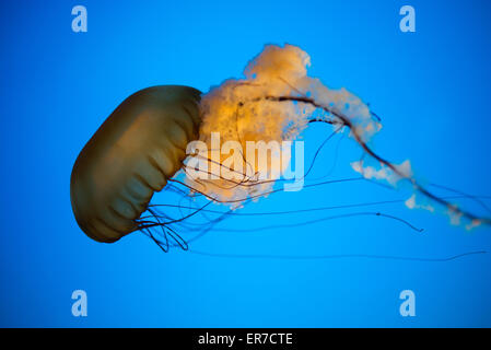 BALTIMORE, Maryland – Quallen schwimmen anmutig in einem spezialisierten Tank an der Jellies-Ausstellung des National Aquariums im Inner Harbor. Die lichtdurchlässigen Kreaturen, beleuchtet vor einem dunklen Hintergrund, zeigen die vielfältige Sammlung von Meereslebewesen und lehrreiche Ausstellungen des Aquariums. Stockfoto