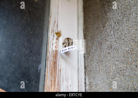 Verlassenen Bienenstock mit hängenden "zu vermieten" Zeichen als ein Haus zur Miete Stockfoto