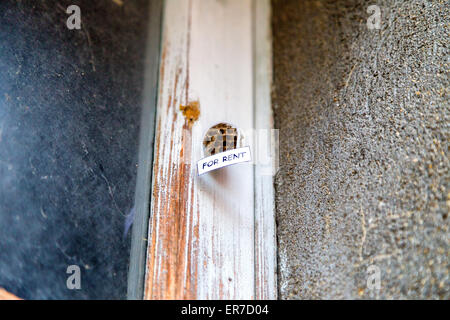 Verlassenen Bienenstock mit hängenden für Miete Zeichen als ein Haus zur Miete Stockfoto