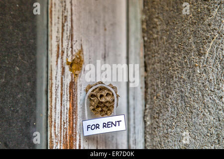 Verlassenen Bienenstock mit hängenden für Miete Zeichen als ein Haus zur Miete Stockfoto