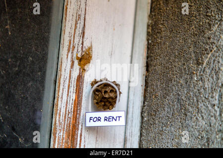 Verlassenen Bienenstock mit hängenden für Miete Zeichen als ein Haus zur Miete Stockfoto