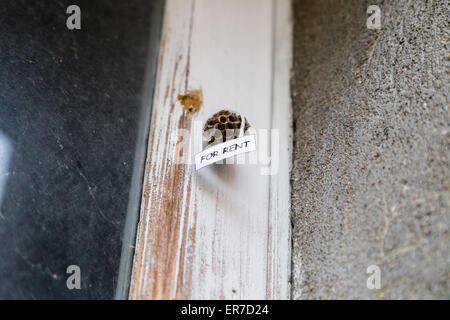 Verlassenen Bienenstock mit hängenden für Miete Zeichen als ein Haus zur Miete Stockfoto