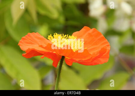 Papaver 'Nudicaule' oder arktischen Mohn Blüte in einem englischen Garten im Juni, England, UK Stockfoto