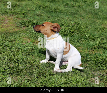 Schöner Hund auf der Straße fotografiert hautnah Stockfoto