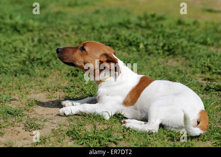 Schöner Hund auf der Straße fotografiert hautnah Stockfoto