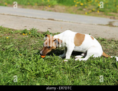 Schöner Hund auf der Straße fotografiert hautnah Stockfoto