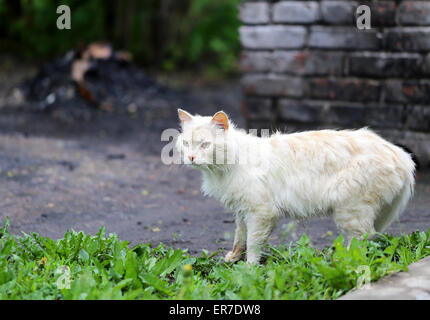 Schöne Katzen fotografiert auf der Straße im Sommer closeup Stockfoto