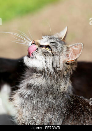 Schöne Katzen fotografiert auf der Straße im Sommer closeup Stockfoto