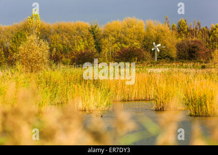 Gräser und Gewässern bei Dearne Valley RSPB, South Yorkshire Stockfoto