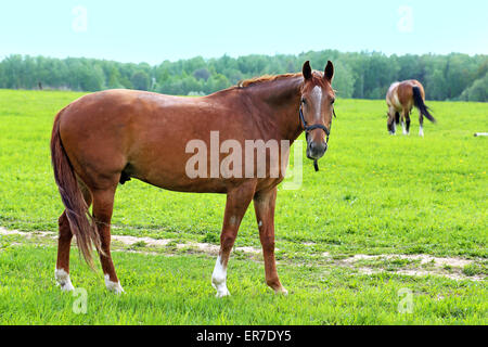 Schöne Pferde Stockfoto