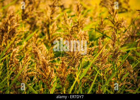 Gräser und Gewässern bei Dearne Valley RSPB, South Yorkshire Stockfoto