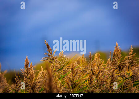 Gräser und Gewässern bei Dearne Valley RSPB, South Yorkshire Stockfoto