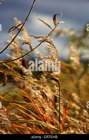 Gräser und Gewässern bei Dearne Valley RSPB, South Yorkshire Stockfoto