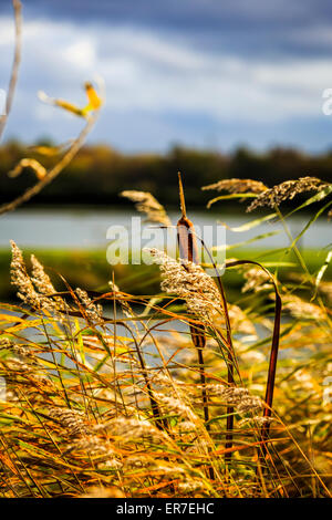 Gräser und Gewässern bei Dearne Valley RSPB, South Yorkshire Stockfoto