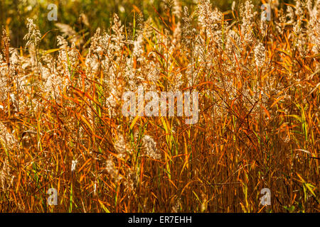 Gräser und Gewässern bei Dearne Valley RSPB, South Yorkshire Stockfoto