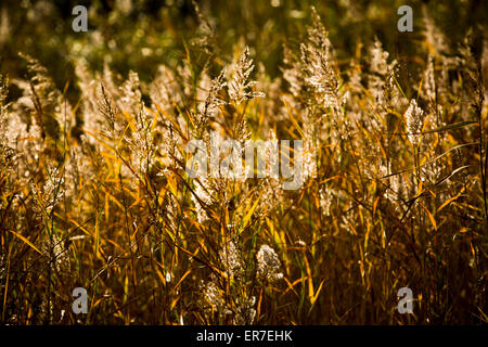 Gräser und Gewässern bei Dearne Valley RSPB, South Yorkshire Stockfoto